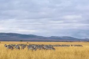 Boehmi: Kenya, Masai-Mara game reserve, Grant's zebra (Equus
