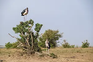 Marabou: Kenya, Masai-Mara game reserve, Marabou stork (Leptoptilos
