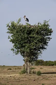 Marabou: Kenya, Masai-Mara game reserve, Marabou stork (Leptoptilos