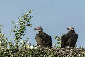 Tracheliotus: Kenya, Masai-Mara game reserve, lappet-faced vulture
