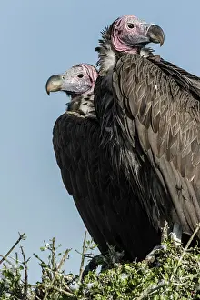 Tracheliotus: Kenya, Masai-Mara game reserve, lappet-faced vulture
