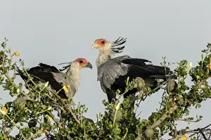 Secretary: Kenya, Masai-Mara game reserve, secretary bird (Sagittarius