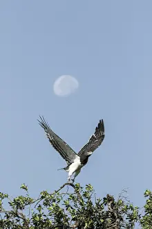 Planet: Kenya, Masai-Mara game reserve, Black-chested Snake-Eagle