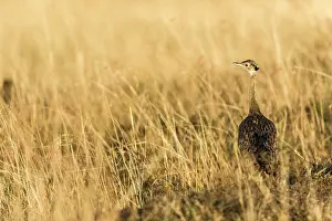 Melanogaster: Kenya, Masai-Mara game reserve, Black-bellied Bustard