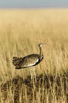 Melanogaster: Kenya, Masai-Mara game reserve, Black-bellied Bustard