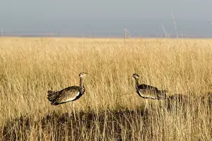 Melanogaster: Kenya, Masai-Mara game reserve, Black-bellied Bustard