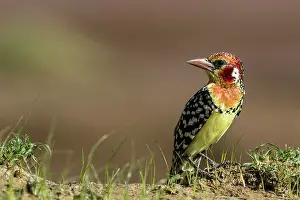 Barbet: Kenya, Masai-Mara game reserve, Red-and-yellow Barbet