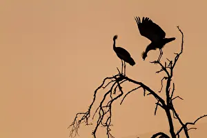 Regulorum: Kenya, Masai-Mara game reserve, crowned crane (Balearica