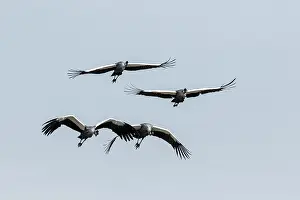 Regulorum: Kenya, Masai-Mara game reserve, crowned crane (Balearica