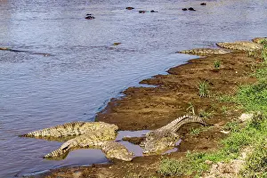 Crocodylidae: Kenya, Masai-Mara game reserve, Nile crocodile (Crocodylus