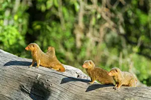 Parvula: Kenya, Masai-Mara game reserve, Dwarf mongoose (Helogale