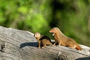 Parvula: Kenya, Masai-Mara game reserve, Dwarf mongoose (Helogale