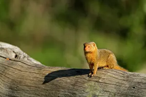 Aggressiveness: Kenya, Masai-Mara game reserve, Dwarf mongoose (Helogale