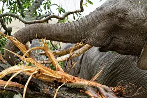 Liquid: Kenya, Masai-Mara Game Reserve, Elephant (Loxodonta