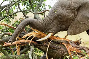 Liquid: Kenya, Masai-Mara Game Reserve, Elephant (Loxodonta