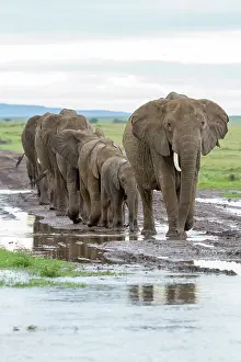 Liquid: Kenya, Masai-Mara Game Reserve, Elephant (Loxodonta