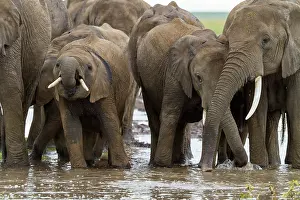 Liquid: Kenya, Masai-Mara Game Reserve, Elephant (Loxodonta