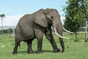 Monitoring: Kenya, Masai-Mara Game Reserve, Musiara marsh, Elephant