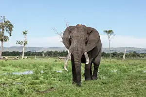 Monitoring: Kenya, Masai-Mara Game Reserve, Musiara marsh, Elephant