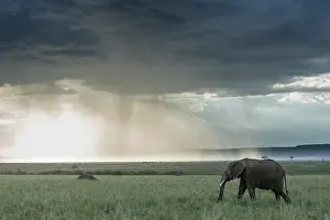 Liquid: Kenya, Masai-Mara Game Reserve, Elephant (Loxodonta