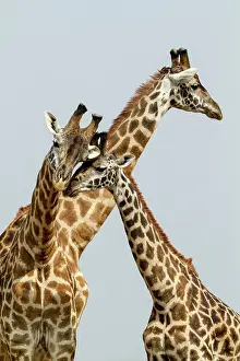 Wheedle: Kenya, Masai-Mara Game Reserve, Girafe masai (Giraffa