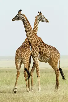 Hierarchy: Kenya, Masai-Mara Game Reserve, Girafe masai (Giraffa