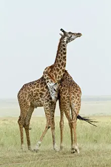 Hierarchy: Kenya, Masai-Mara Game Reserve, Girafe masai (Giraffa