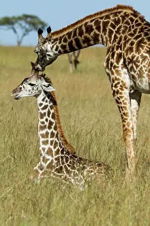 Girafe: Kenya, Masai-Mara Game Reserve, Girafe masai (Giraffa