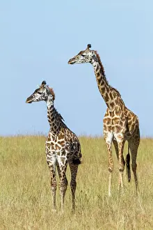 Girafe: Kenya, Masai-Mara Game Reserve, Girafe masai (Giraffa