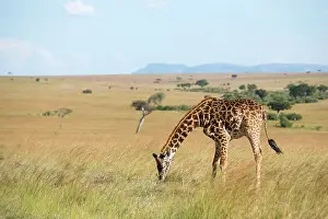Girafe: Kenya, Masai-Mara Game Reserve, Girafe masai (Giraffa