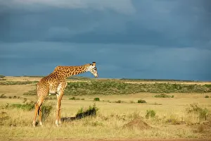 Girafe: Kenya, Masai-Mara Game Reserve, Girafe masai (Giraffa