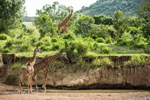 Girafe: Kenya, Masai-Mara Game Reserve, Girafe masai (Giraffa