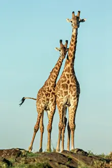 Girafe: Kenya, Masai-Mara Game Reserve, Girafe masai (Giraffa