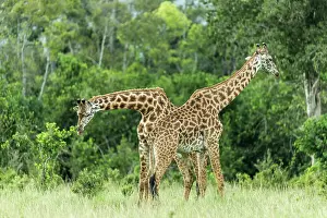 Girafe: Kenya, Masai-Mara Game Reserve, Girafe masai (Giraffa