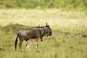 Albojubatus: Kenya, Masai-Mara game reserve, wildebeest (Connochaetes