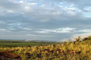 Migrate: Kenya, Masai-Mara game reserve, wildebeest (Connochaetes