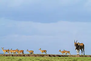 Tragelaphus: Kenya, Masai-Mara game reserve, Cape Elan (Taurotragus