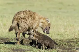 Suck: Kenya, Masai-Mara game reserve, spotted hyena (Crocuta