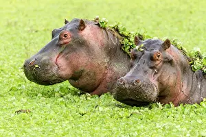 Hippopotamidae: Kenya, Masai-Mara game reserve, Hippopotamus (Hippopotamus
