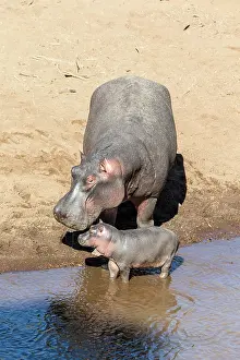 Hippopotamidae: Kenya, Masai-Mara game reserve, Hippopotamus (Hippopotamus