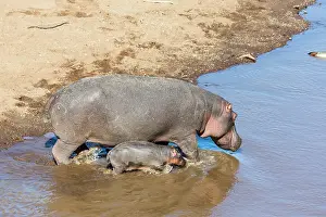Hippopotamidae: Kenya, Masai-Mara game reserve, Hippopotamus (Hippopotamus
