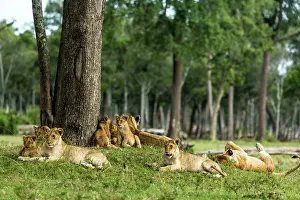 Musiara: Kenya, Masai-Mara game reserve, Musiara marsh, lion