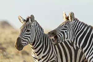 Shout: Kenya, Masai-Mara game reserve, Grant's zebra (Equus