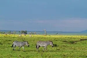Follow: Kenya, Masai-Mara game reserve, Grant's zebra (Equus