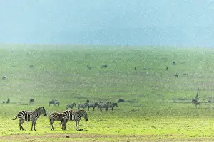 Liquid: Kenya, Masai-Mara game reserve, Grant's zebra (Equus