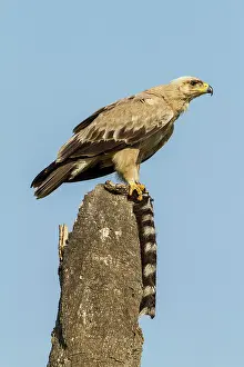Rapax: Kenya, Masai-Mara game reserve, tawny eagle (Aquila
