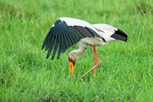 Mycteria: Kenya, Masai-Mara game reserve, Tantale ibis (Mycteria