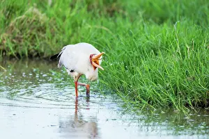 Mycteria: Kenya, Masai-Mara game reserve, Tantale ibis (Mycteria