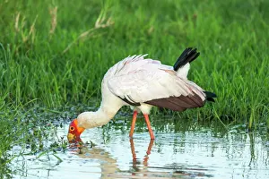 Mycteria: Kenya, Masai-Mara game reserve, Tantale ibis (Mycteria