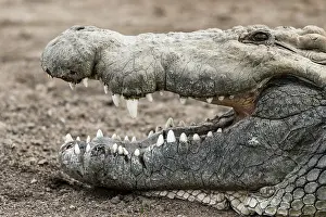 Regulation: Kenya, Masai-Mara game reserve, Nile crocodile (Crocodylus